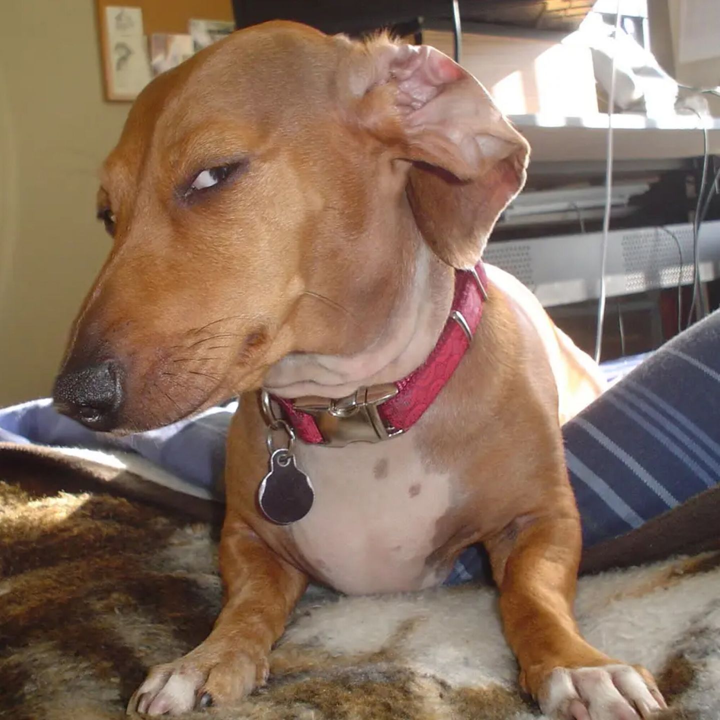 Dachshund Side-Eye Meme
